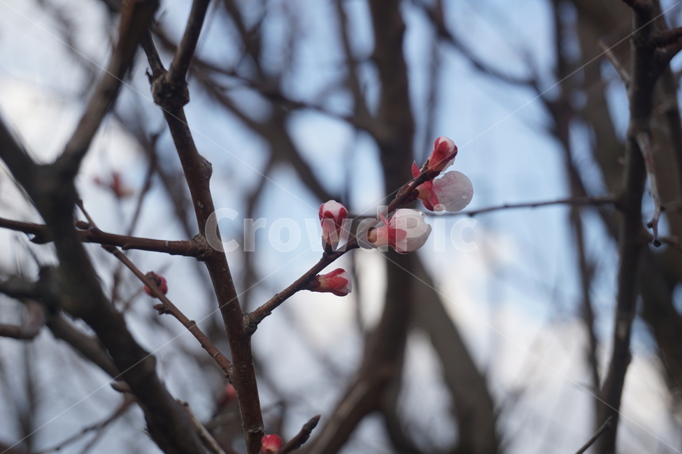꽃,봄,벚꽃,꽃봉오리,나무,자연,flower,plants,tree,nature,blue,red,pink,spring,blossom,파란,빨간,분홍,봄,계절,spring,season,식물,자연,plants,nature,꽃,flower,plant