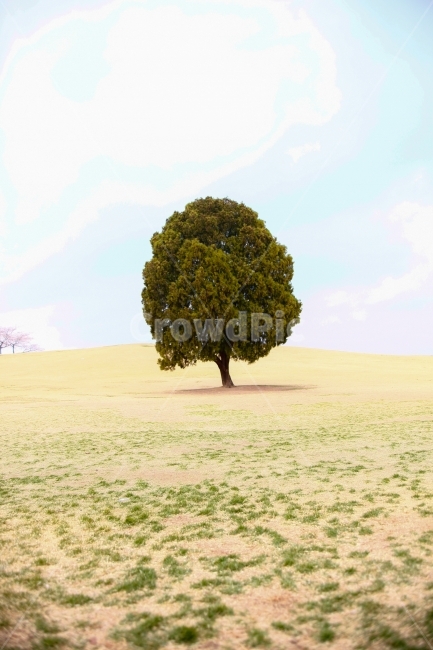 나무,하늘,감성,풍경,자연,식물,자연,plants,nature,나무,trees,wood