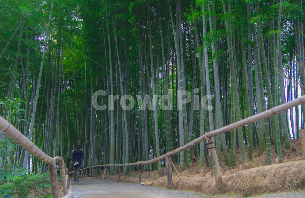대나무,대나무숲,숲,식물,나무,자연,뒷모습,사람,초록,nature,person,plant,green,tree,wood,bamboo,휴식,힐링,healing,풍경,landscape,자연,풍경,nature,landscape