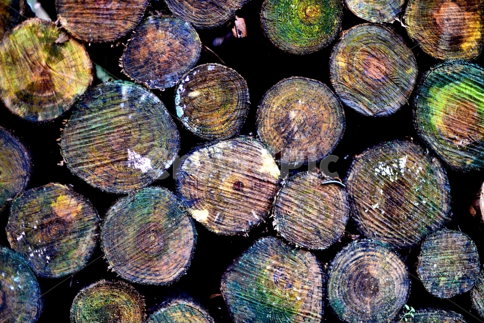나무,감성,감성사진,느낌,느낌사진,텍스처,질감,패턴,texture,pattern