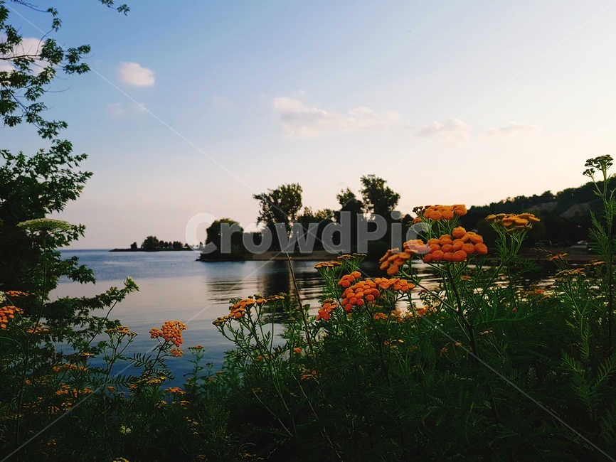 자연,꽃,하늘,바다,캐나다,canada,물,flower,sky,나무,tree,nature,scarborough,스카보로,park,공원,신비