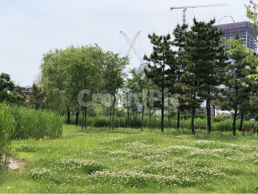 오솔길,미추홀공원,해돋이공원,미추홀,자연,나무,길,road,갈래길,초록,자연풍경,자연,풍경,nature,landscape,grassland,목초지,outdoors,옥외,field,들,farm,농장,rural,농촌