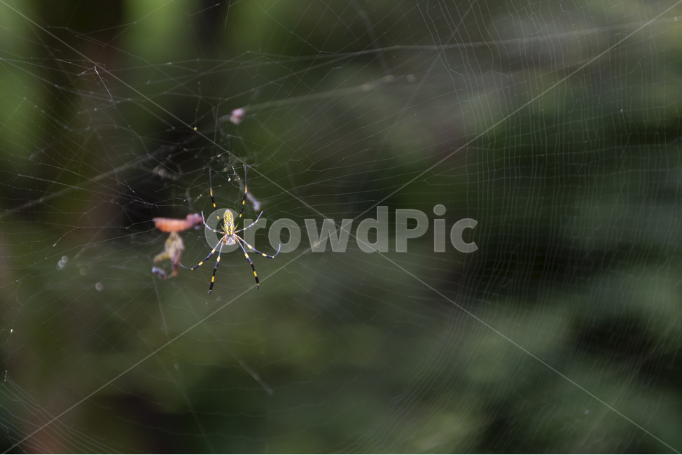 거미,거미줄,기다림,자연,절지동물,동물,곤충,그물,독,spider,동물,animal,곤충,벌레,insect,bug