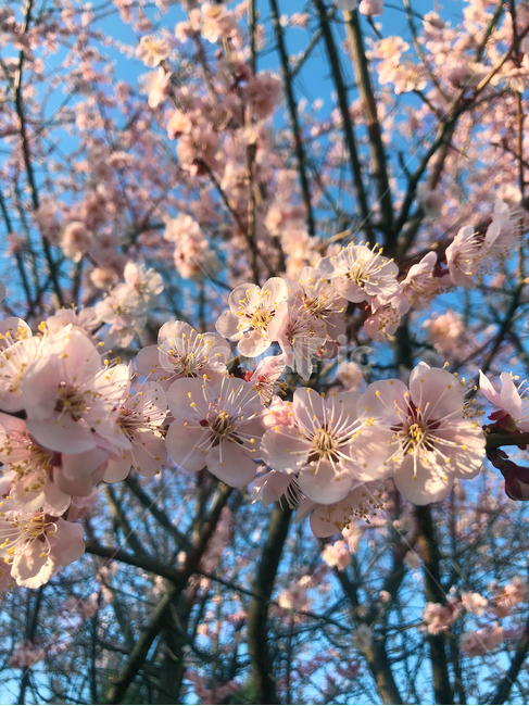 벚꽃,꽃,봄,벚꽃나무,매화,봄꽃나무,식물,분홍꽃,블라썸,blossom,flower,spring,pink,핑크