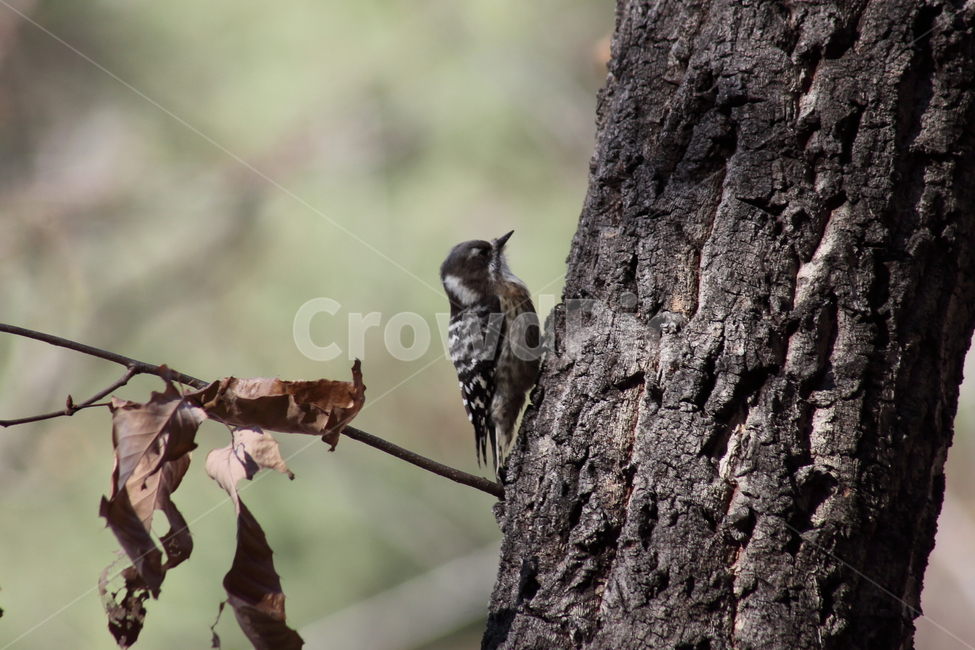 딱다구리,새,동물,picidae,piciformes,쇠딱다구리,woodpecker,딱따구리,동물,animal,조류,새,birds