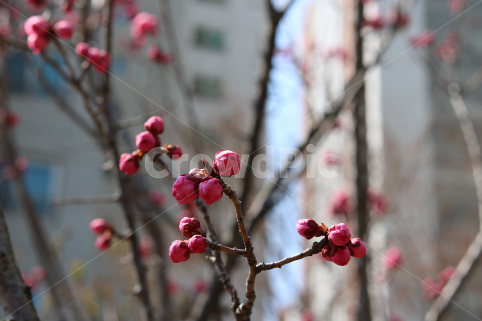 꽃,감성,자연,겹벚꽃꽁봉우리,봄,식물,자연,plants,nature,꽃,flower