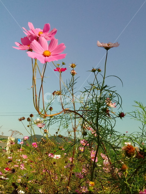 코스모스,꽃,plant,flower,commoncosmos,길국화,꽃잎,가을꽃,식물,자연,plants,nature,꽃,flower