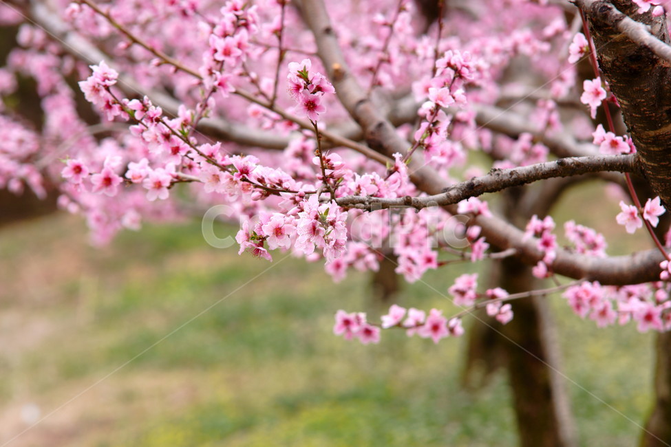 spring flowers,pink,peach,Gyeongsan,peach blossom