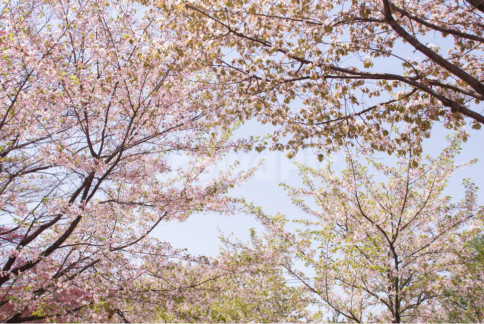 봄,벚꽃,꽃,배경,자연,풍경,하늘,나무,공원,cherryblossoms,식물,벚나무,매화,계절,축제,조경,나뭇가지,시골,경치,화사한,핑크,향기,분홍,맑음,spring,season,flower,생화,만개,만발,봄,계절,spring,season,자연,풍경,nature,landscape,식물,plants,나무,trees,wood,plant,blossom,cherry blossom