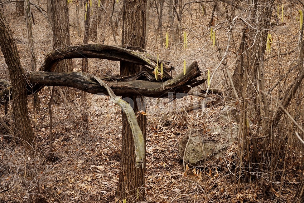 나무,자연,식물,초봄,낙엽,나무가지,landscape,nature,trees,desolation,solitary,fallenleaves,brown,branches,개암나무,꽃,자연,풍경,nature,landscape,ground,바닥