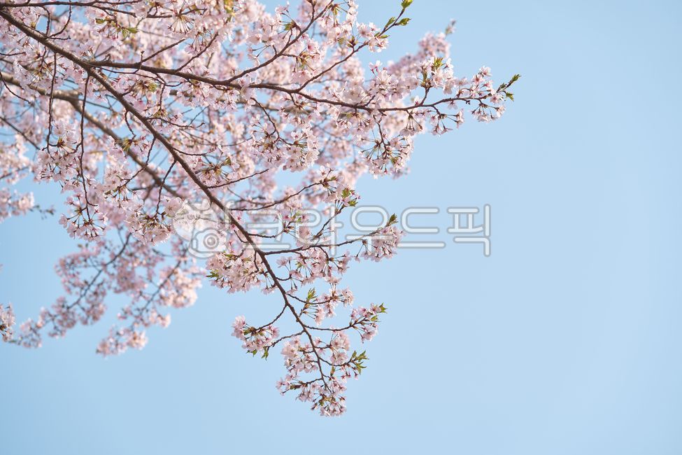 sky,spring flowers,Cherry Blossom,clear sky,flower