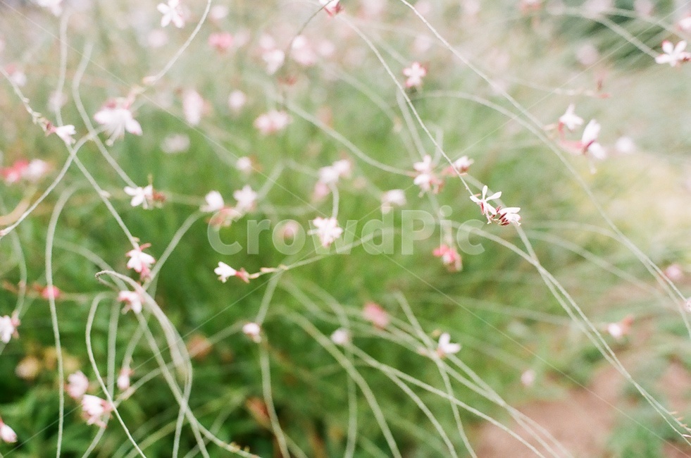 여름,여름꽃,필름사진,꽃,아날로그감성,식물,자연,plants,nature,꽃,flower