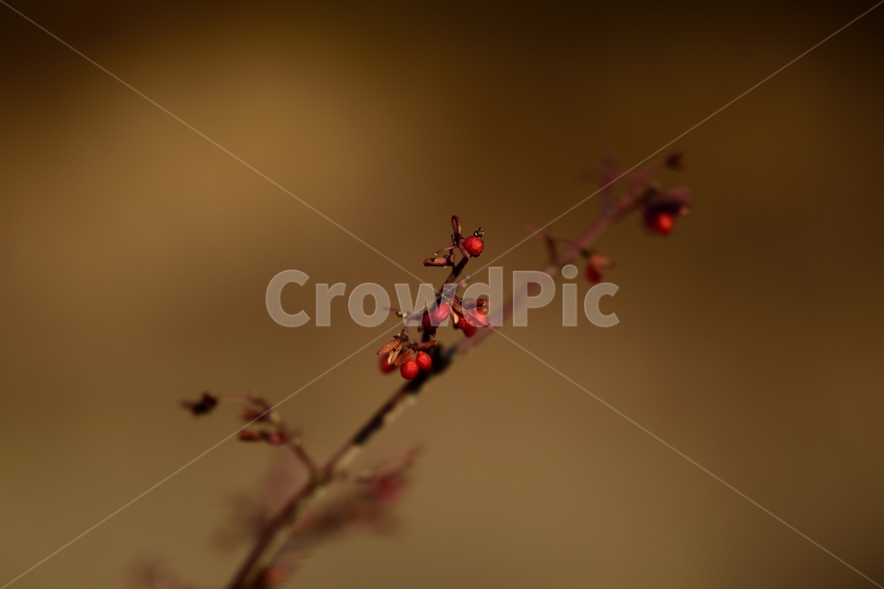 가을,느낌,빨강,열매,작음,식물,자연,plants,nature,과일,열매,fruit