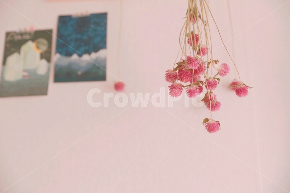 백일홍,핑크,드라이플라워,꽃,감성,꽃,flower