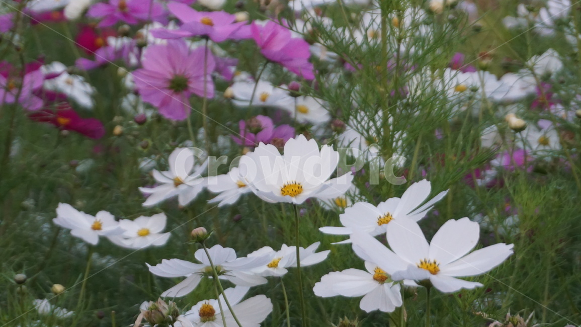 식물,꽃,plant,코스모스,공원,하얀꽃,식물,자연,plants,nature,꽃,flower