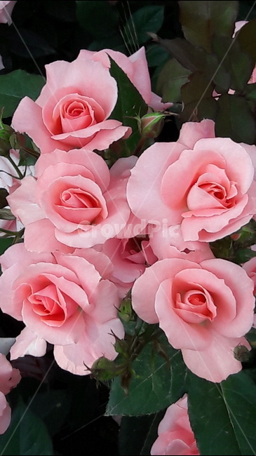 백만송위,장미원,꽃,분홍,장미,식물,자연,plants,nature,꽃,flower