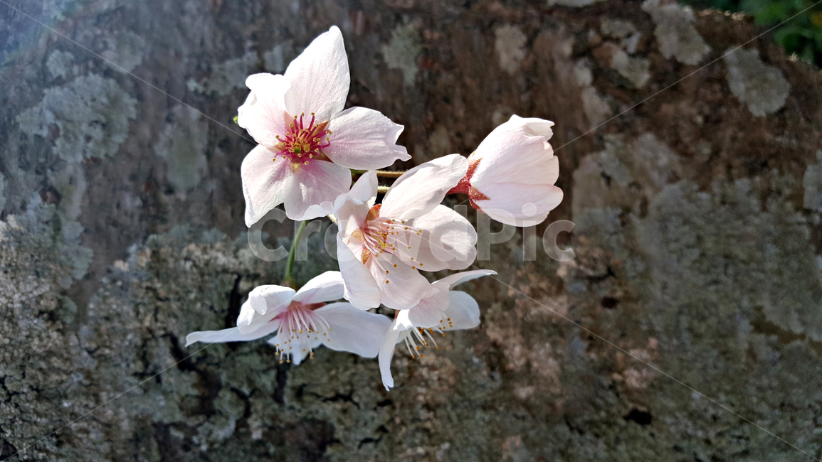 꽃,blossom,cherryblossom,식물,plant,벚꽃,벚나무