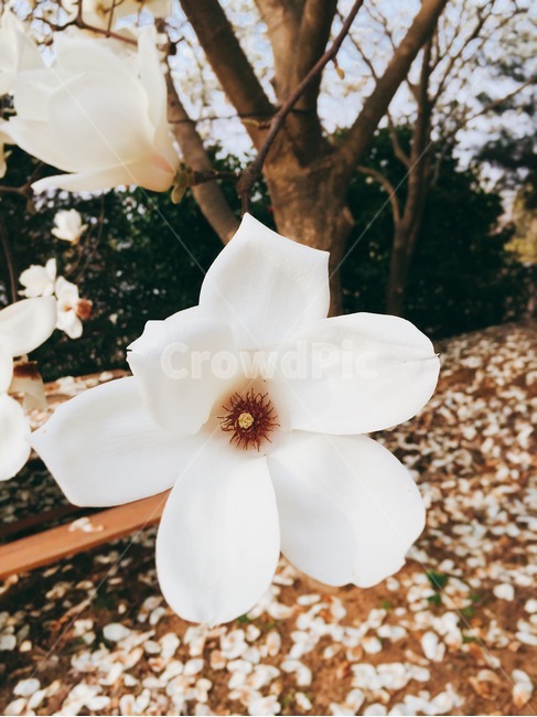 봄,목련,하얀꽃,우수수,꽃잎,식물,자연,plants,nature,꽃,flower