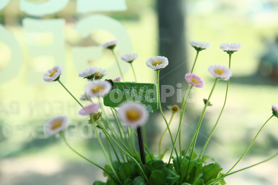 봄꽃,plant,식물,사랑합니다,하트,사랑,love,heart,flower,blossom,식물,자연,plants,nature,꽃,flower