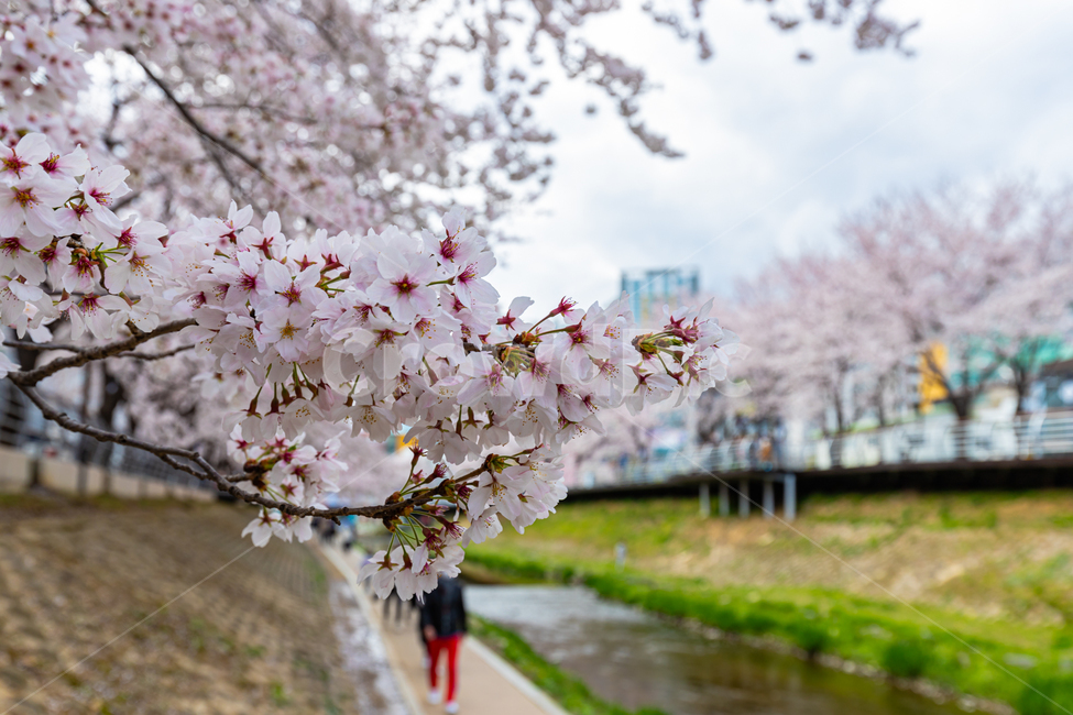 plant,식물,blossom,꽃,flower,봄,계절,spring,season