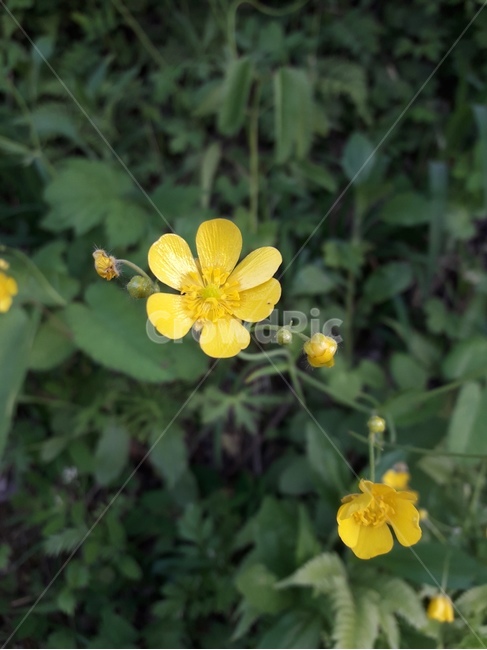 꽃,봄꽃,식물,flower,봄,spring