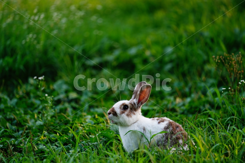 토끼,동물,생명,생물,자연,rabbit,animal,포유류,포유류,mammal