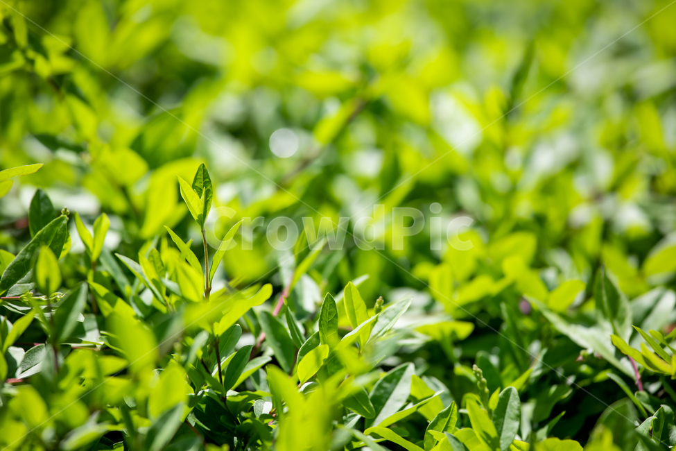 식물,잎,녹색배경,녹색,초록,색상,풀,나뭇잎,자연,야외,배경,백그라운드,grass,green,tree,leaf,background,nature,plants
