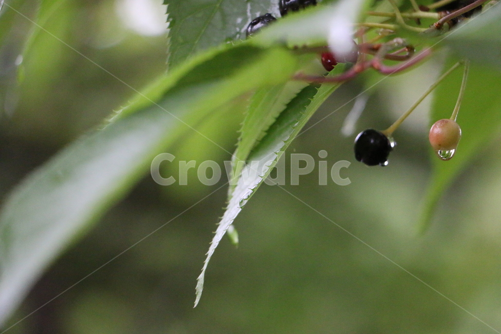 버찌,열매,cherry,이슬,fruit,식물,자연,plants,nature,과일,열매,fruit
