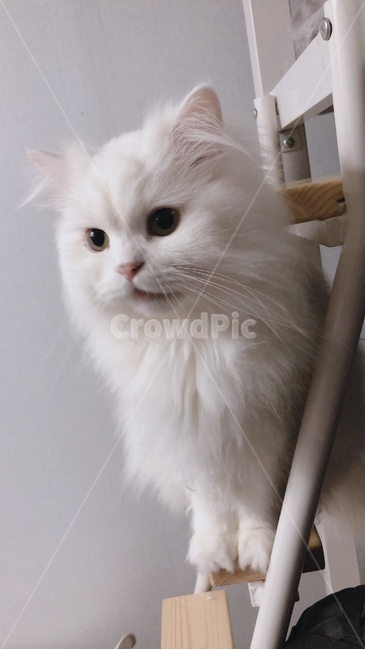 고양이,cat,페르시안,먼치킨,하얀고양이