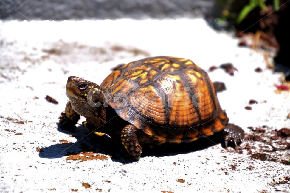 goldenturtle,fortune,longlive,황금거북,거북이,행운,장수,동물,animal,파충류,양서류,reptile,amphibian