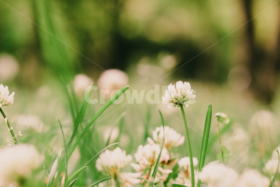 plant,식물,봄,잔디,꽃,식물,자연,plants,nature,꽃,flower