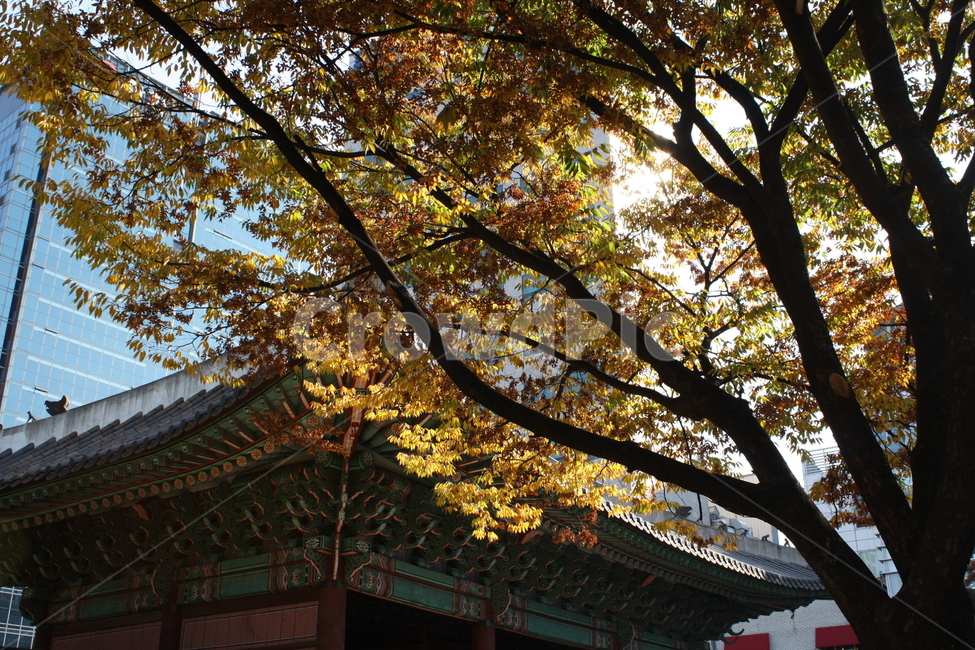 덕수궁,한국전통,가을,낙엽,궁,한국전통,한국문화,korean traditional,korean culture,식물,자연,plants,nature,나무,trees,wood,건축물,건물외관,exterior,building,structure,architecture,construction