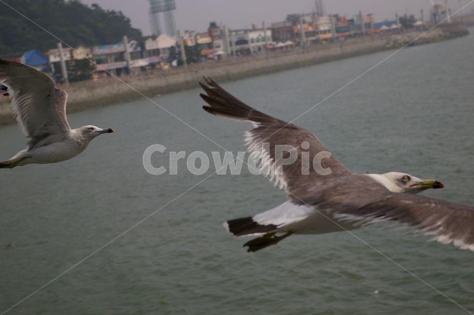 새,조류,동물,나는,flying,bird,animal,갈매기,바다,조류,새,birds