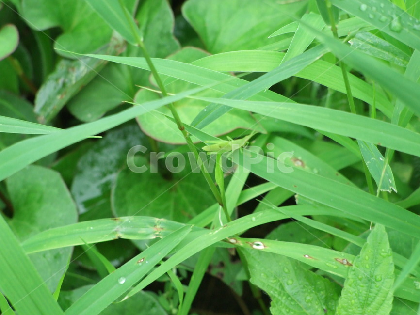 곤충,식물,여름,summer,여치,풀벌레,식물,자연,plants,nature,동물,animal,곤충,벌레,insect,bug