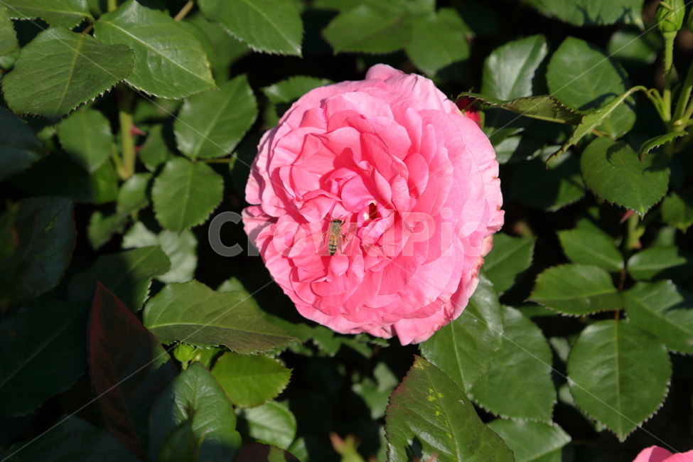 장미,장미꽃,빨간장미,분홍장미,rose,flower,아름다움,5월,6월