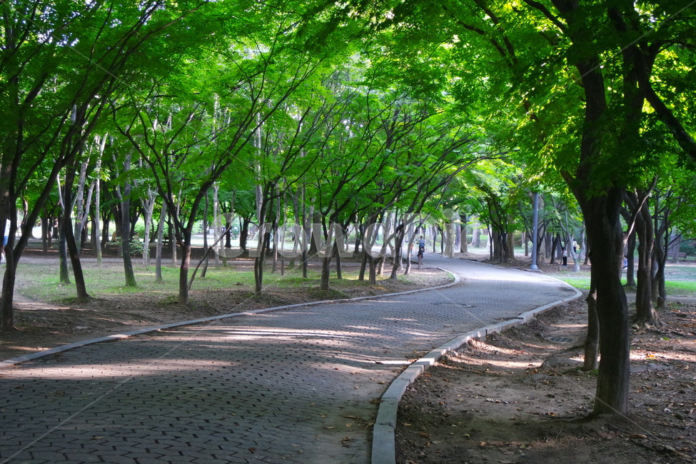자연,나무,가로수,공원,여름,날씨,길,자연,풍경,nature,landscape,outdoors,옥외,tree,plant,식물,garden,정원,arbour,정자,path,통로
