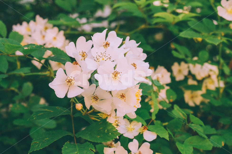 봄,꽃,하얀꽃,식물,자연,꽃다발,풍경,white,flower,spring,감성,감성사진,plant,초록,싱그러운,아련한,봄,계절,spring,season,식물,자연,plants,nature,꽃,flower,감성,sensible,feeling,geranium,제라늄,blossom