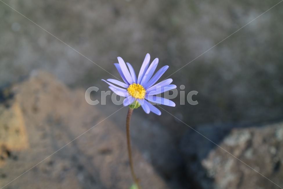 flower,plant,식물,daisies,daisy,데이지,blossom,꽃