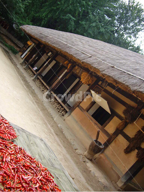 민속촌,민속마을,한국전통,전통,전통마을,한국문화,보존,한국의미,옛마을,village,nature,풍경,주거지,korean,traditional,culture,초가집,짚,고추