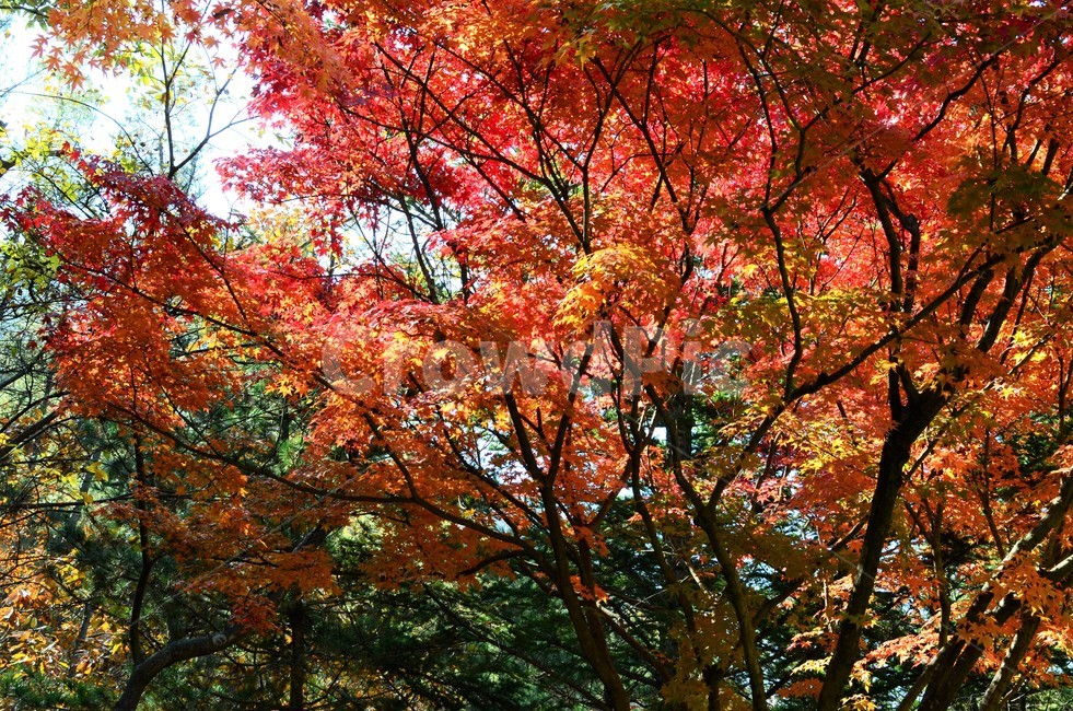 단풍나무,단풍나뭇과,가을,가을단풍,산,자연,autumn,가을,계절,fall,autumn,season,plant,식물,leaf,잎,tree,나무,maple,단풍