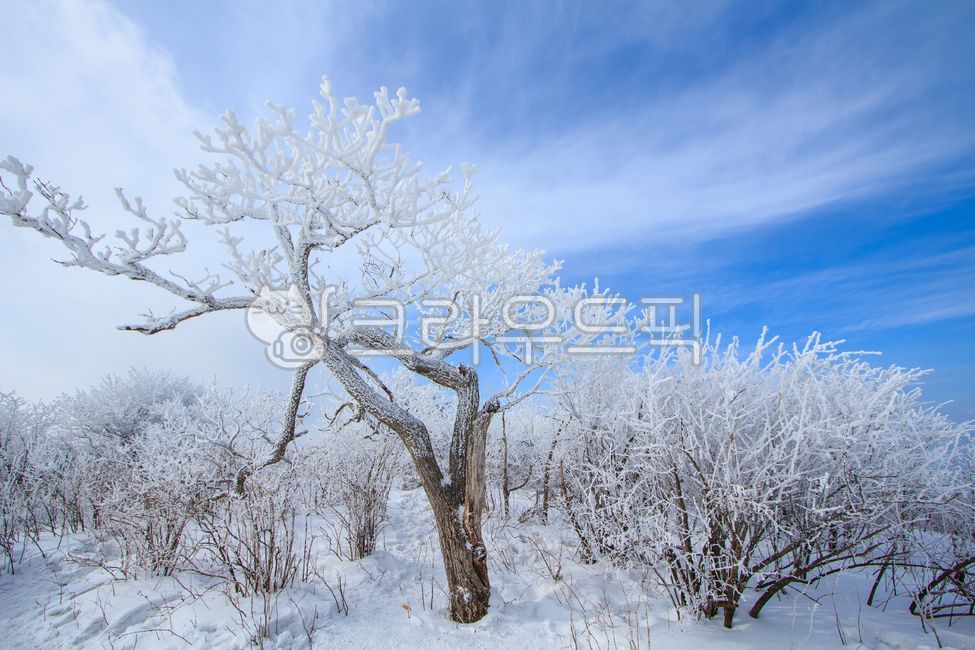snow scene,snow flower,winter,cold,snowscene,white,frost,snowflower,sky,nature,sanggodae,tree,outdoor,outdoors,snow