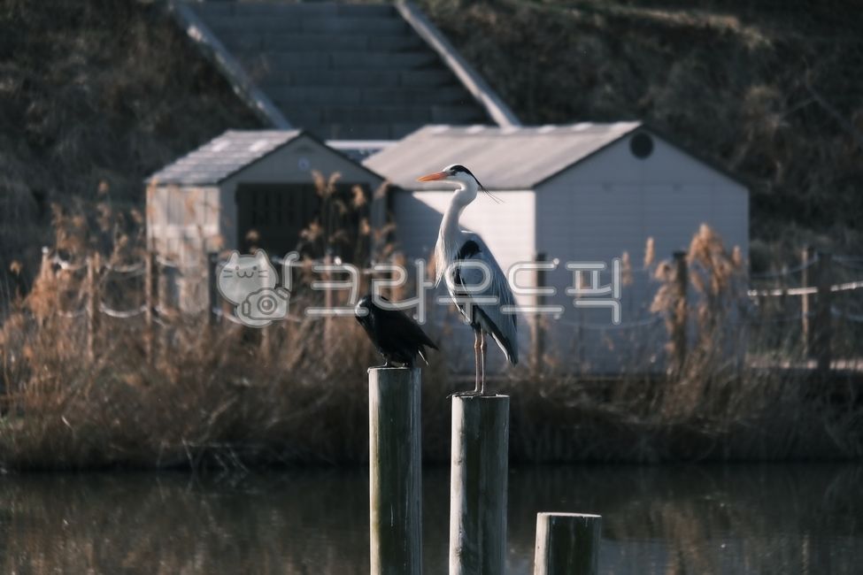 왜가리,새,연못,야생,동물,야생동물,animal,조류,birds,water,강,물,야경,물새,waterfowl,필름,기둥,나무기둥,조류,새,birds