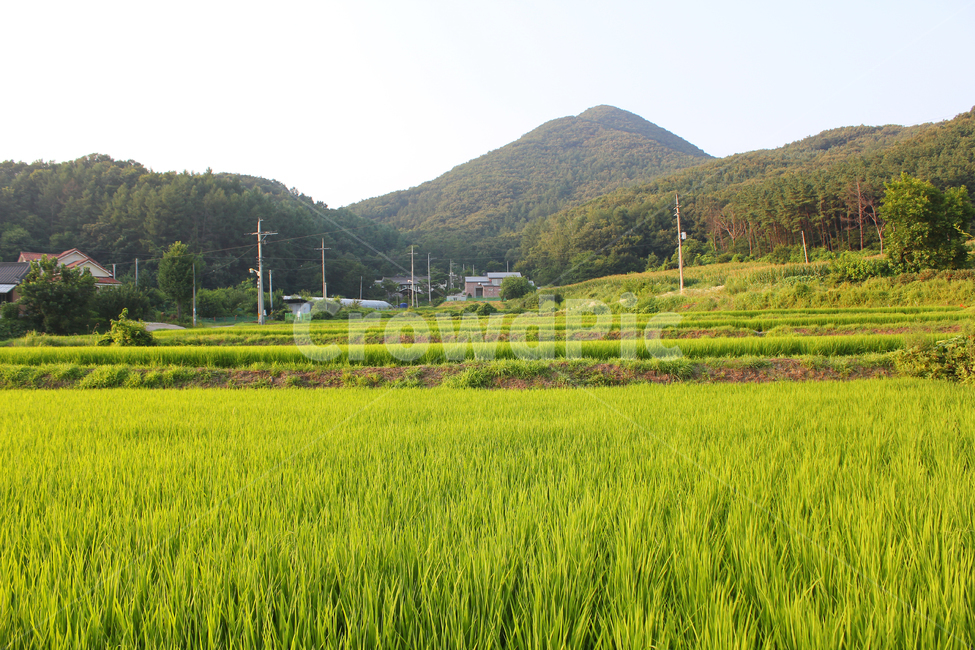 농촌,시골,풍경,자연,하늘,낮,파란색,파랑,블루,산,녹색,그린,초록색,풀,풀밭,필드,농경지,벼,논,농사,농작물,곡식,마을,여름,자연,풍경,nature,landscape,시골,마을,country,rural,town,grassland,목초지,field,들,outdoors,옥외,paddy field,패디 필드