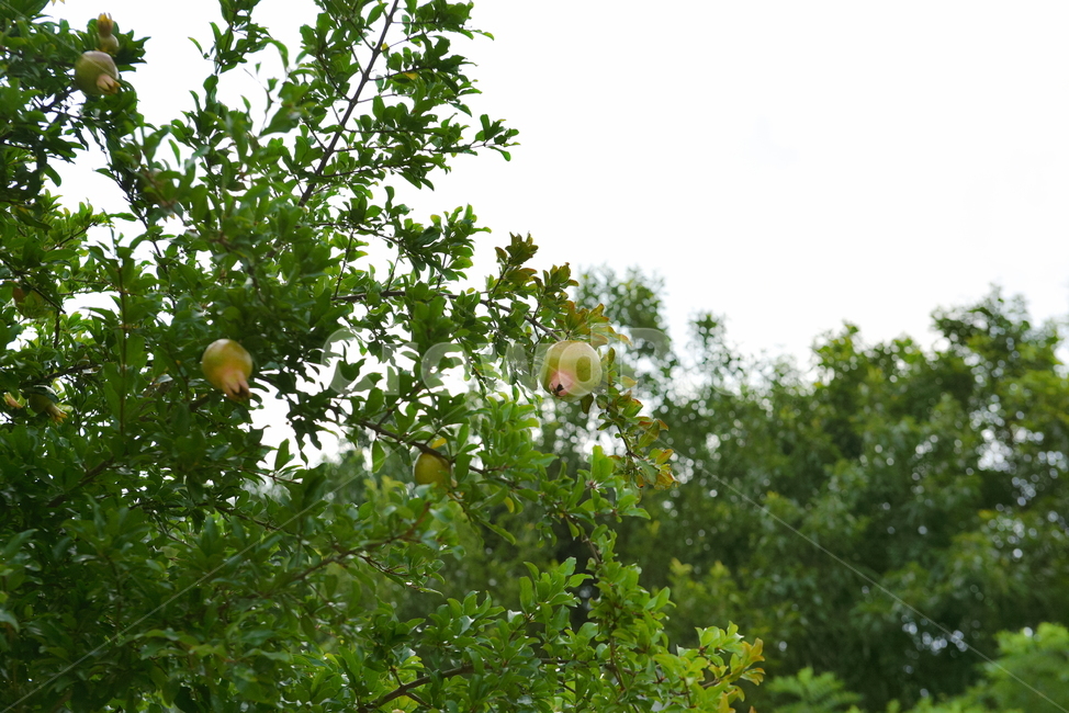 석류,열매,과일,초록,식물,fruit,tree,나무,nature