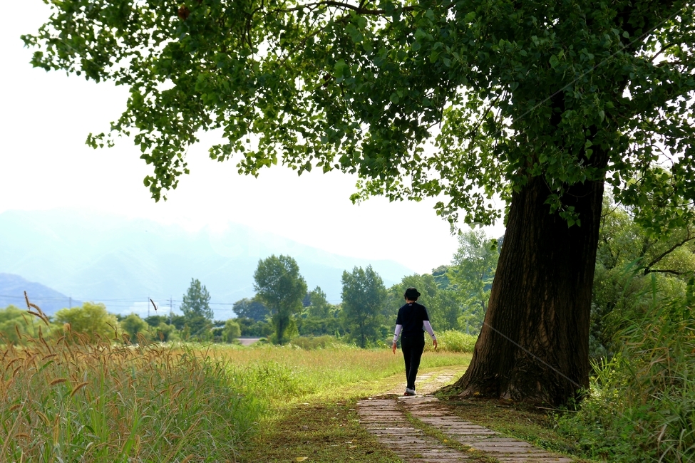 김해화포천,자연보호,생택계보고,들판,키큰나무,트레킹,둘레길,tree,인간,한국자연풍경,한국자연경관,korea nature landscape,나무,trees,wood,여행,휴가,traveling,vacation,trip