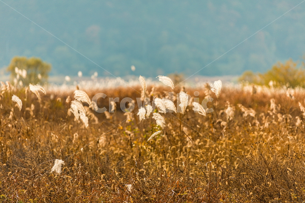 억새,가을,가을들판,들판,풍경,가을풍경,가을,계절,fall,autumn,season,자연,풍경,nature,landscape,plant,식물
