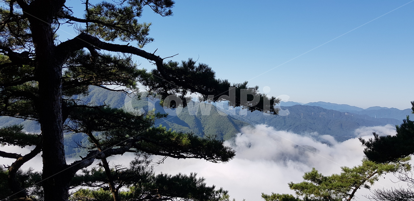 새벽안개,구름안개,산안개,새벽구름,물안개,자연,풍경,nature,landscape,tree,나무,plant,식물,fir,전나무