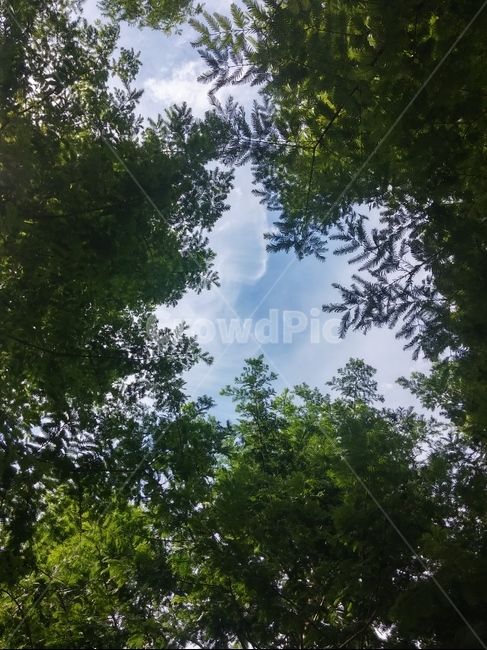 숲속,숲,나무,하늘,나뭇잎,자연,풍경,nature,landscape,나무,trees,wood,tree,plant,식물