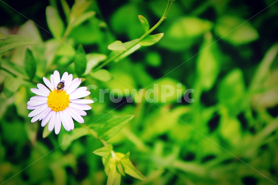 green,bug,nature,wild flowers,A flower whose name I dont know