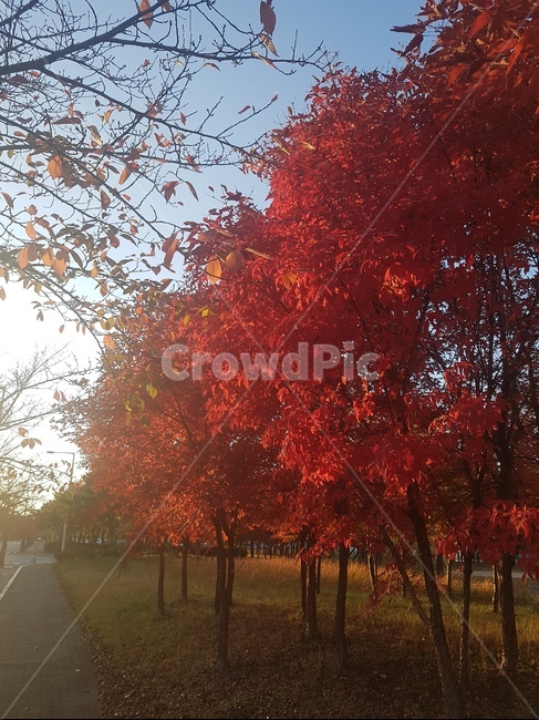 가을,낙옆,길,하늘,침묵,가을,계절,fall,autumn,season,자연,풍경,nature,landscape,tree,나무,plant,식물,maple,단풍,leaf,잎